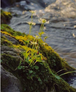 Окружающая природа