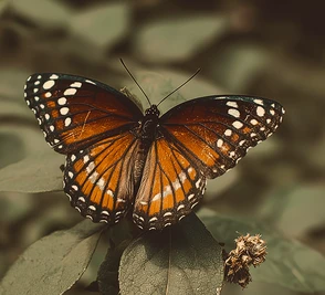 Окружающая природа